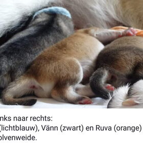 Hondenfoto van laura   Diva&Nova