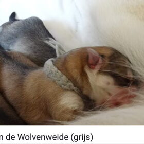 Hondenfoto van laura   Diva&Nova