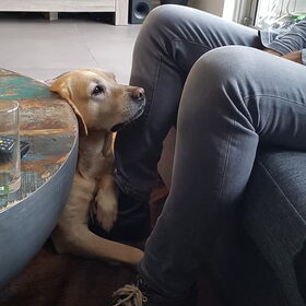 Hondenfoto van laura   Diva&Nova