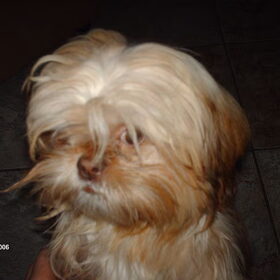 Hondenfoto van liesbeth,Turbo,Luna, Levi en Faith