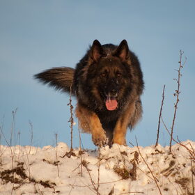 Hondenfoto van De Mecheltjes clan
