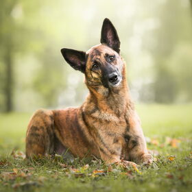 Hondenfoto van Dutchshepherdteam 