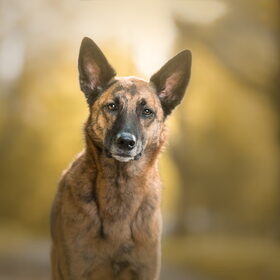 Hondenfoto van Dutchshepherdteam 