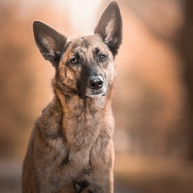 Hondenfoto van Dutchshepherdteam 