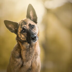 Hondenfoto van Dutchshepherdteam 
