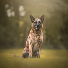Hondenfoto van Dutchshepherdteam 