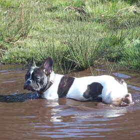 Diesel met z'n kont in een vieze plas