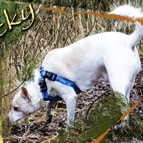Hondenfoto van Hetty & Skipper