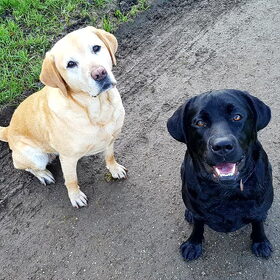 Hondenfoto van laura   Diva&Nova