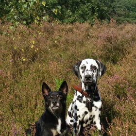 Hondenfoto van Ty & Aiko