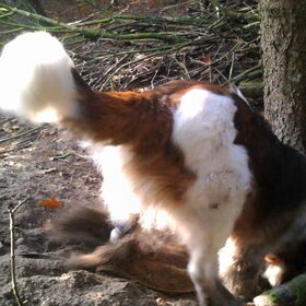 Hondenfoto van Coby & Wanda en Mathilde