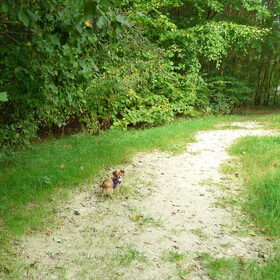 Wandelen in het bos.