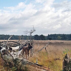 Hondenfoto van Dutchshepherdteam 