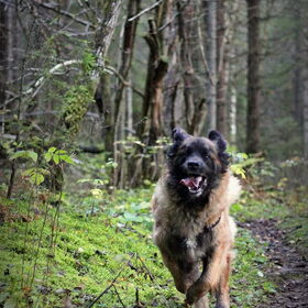 Hondenfoto van Marlies met Frøya