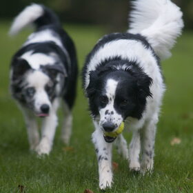 Hondenfoto van Angelique; Bruno, Charlie & Fenna  