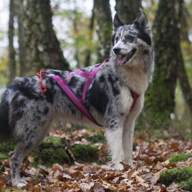 Hondenfoto van Angelique; Bruno, Charlie & Fenna  