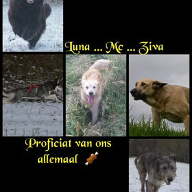 Hondenfoto van Jeanine :)