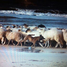 Hondenfoto van Dutchshepherdteam 