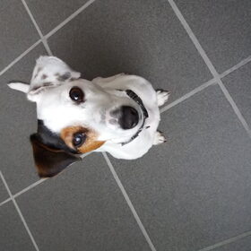 Hondenfoto van Marlies