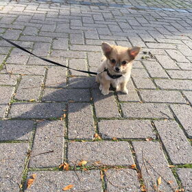 Rocky
