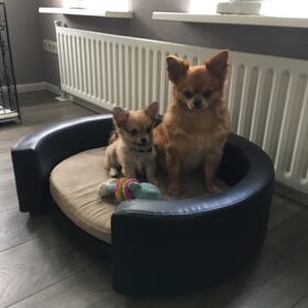 Hondenfoto van Caroline 