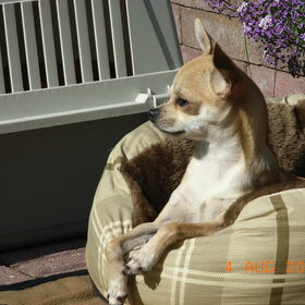 Dit is Perro die elke zomer van de zon geniet.