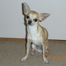 Perro