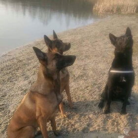 Hondenfoto van Monique&Sally