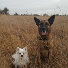 Hondenfoto van Dutchshepherdteam 