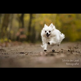 Hondenfoto van Dutchshepherdteam 