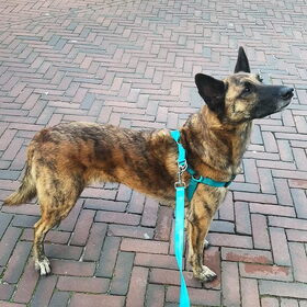 Hondenfoto van Dutchshepherdteam 