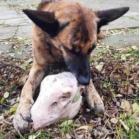 Hondenfoto van Dutchshepherdteam 