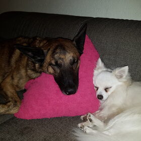 Hondenfoto van Dutchshepherdteam 