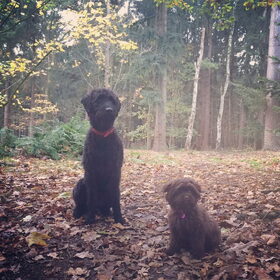 Hondenfoto van Maaike en Joep, Lizzy, Bam en Harry