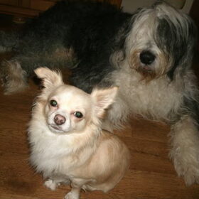 Schatties!!
