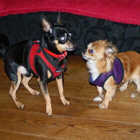 Balou en Lotus.