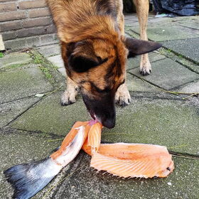 Hondenfoto van Dutchshepherdteam 