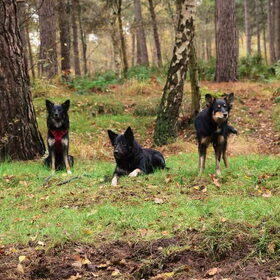 Hondenfoto van Team Black & White