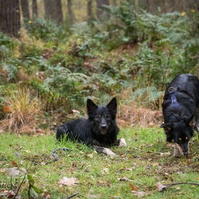 Hondenfoto van Team Black & White