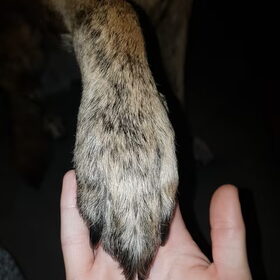 Hondenfoto van Dutchshepherdteam 