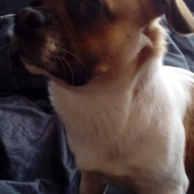 Hondenfoto van Nori met Chewy, Ayla, Leiah & Mace