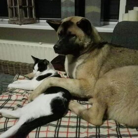 Hondenfoto van Jackie en Kiba:)