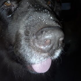 Hondenfoto van Jeanine :)