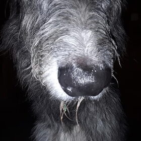 Hondenfoto van Jeanine :)