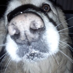 Hondenfoto van Jeanine :)