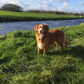 Hondenfoto van Sigrid, Sandy, Diva & Nala