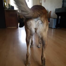 Hondenfoto van Dutchshepherdteam 