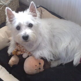 Dit is de laatste foto die we van onze Westy Iggy hebben…