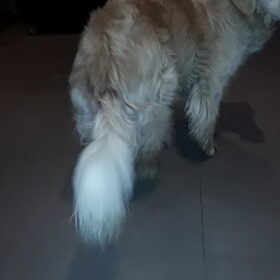 Hondenfoto van Jeanine :)