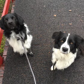 Hondenfoto van Doortje & Tibbe